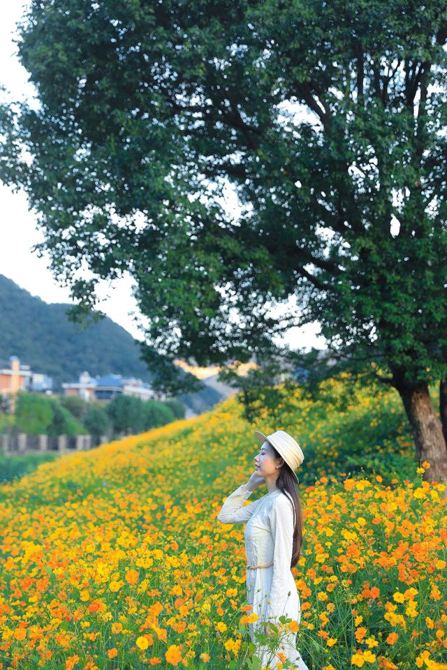 杭州你別太離譜淪陷在秋日的花海