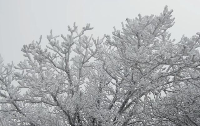 上海當日往返人回來了，魂還在冰天雪地