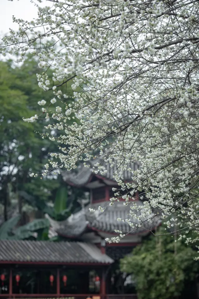Treasure park for tea drinking and flower viewing in Chengdu city area | Cultural Park