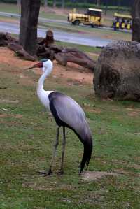 廣州長隆野生動物園——動物攝影的天堂