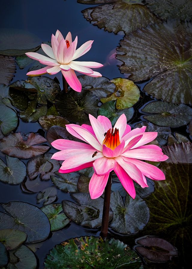 拍不完的花花草草，看不夠的怪樹異果，這裡是西雙版熱帶花卉園