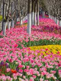 上海0元賞花地：徐匯中環綠廊的鬱金香花海