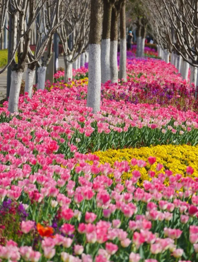 Shanghai 0 yuan flower viewing spot: Tulip sea in Xuhui Central Green Corridor