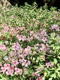 廣州春日限定的這條花路，我先走了