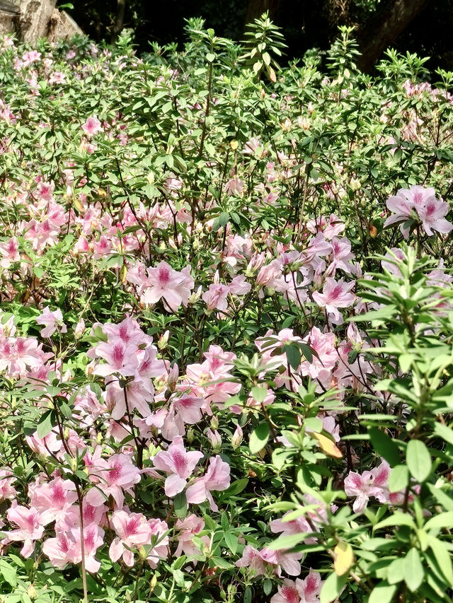 廣州春日限定的這條花路，我先走了