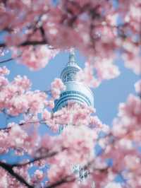 日本早櫻已盛開，愛櫻花的你還不來嗎？
