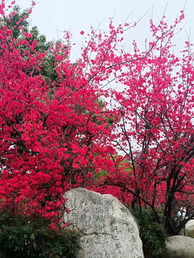 美爆了成都棠湖公園|海棠花盛開了，繽紛迷人