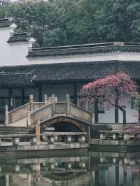 紅梅公園的梅花與雨天也太配了吧