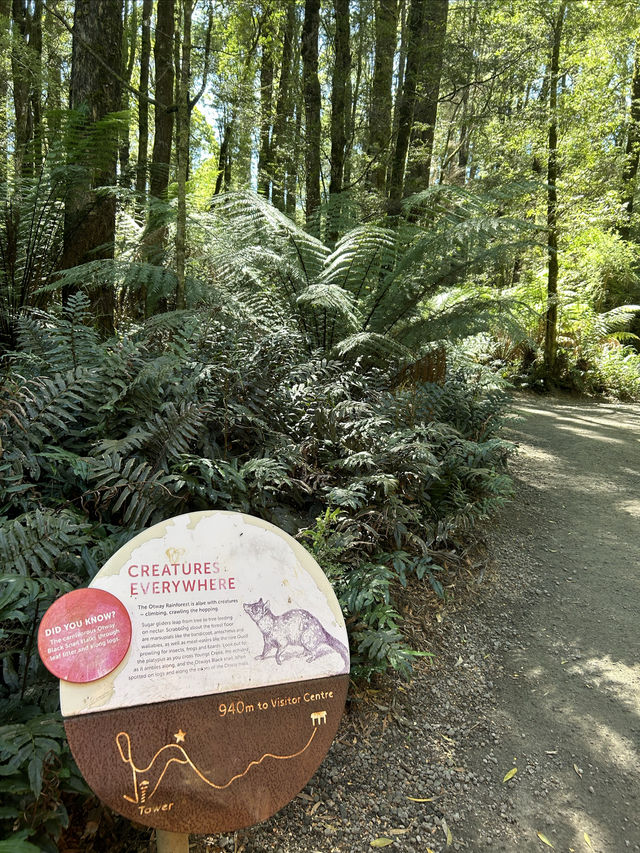 第一次樹頂漫步—Otway treetop walk