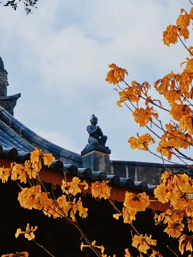 Guangzhou's stunningly beautiful flower-viewing ancient temple 'Guangxiao Temple' is truly photogenic with its yellow Tabebuia trees