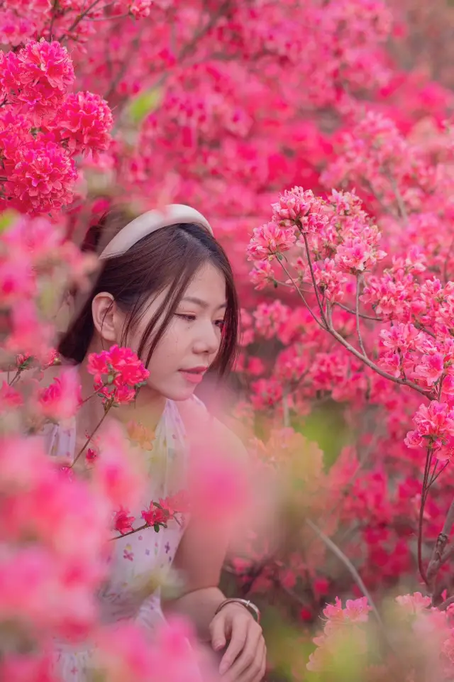 「Spring Flower Viewing Memoir」Mists swirl, and azaleas bloom in profusion