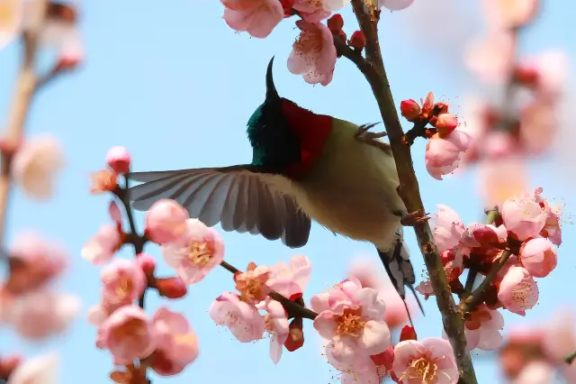 屈原故里で梅の花を鑑賞