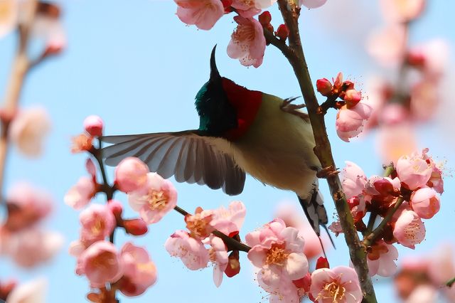 屈原故里賞梅花