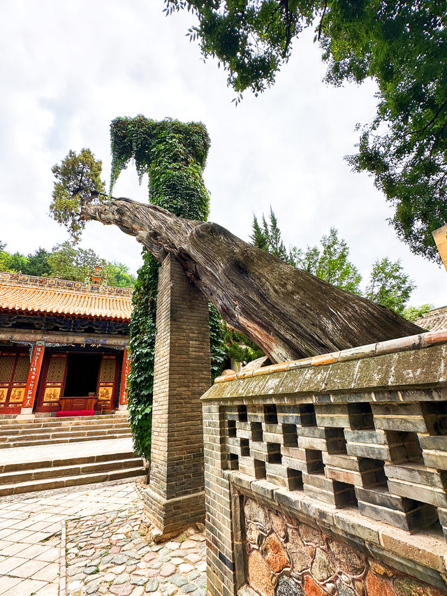南郭寺擁有千年歷史，三大看點成就其隴右第一名刹美譽
