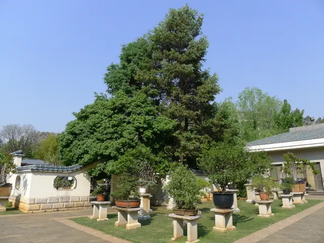 心地よい美しさ——昆明世博園の盆栽園