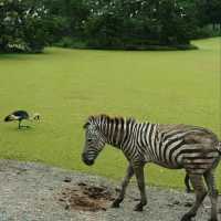 Best experience safari wildlife park 🌸🇹🇭