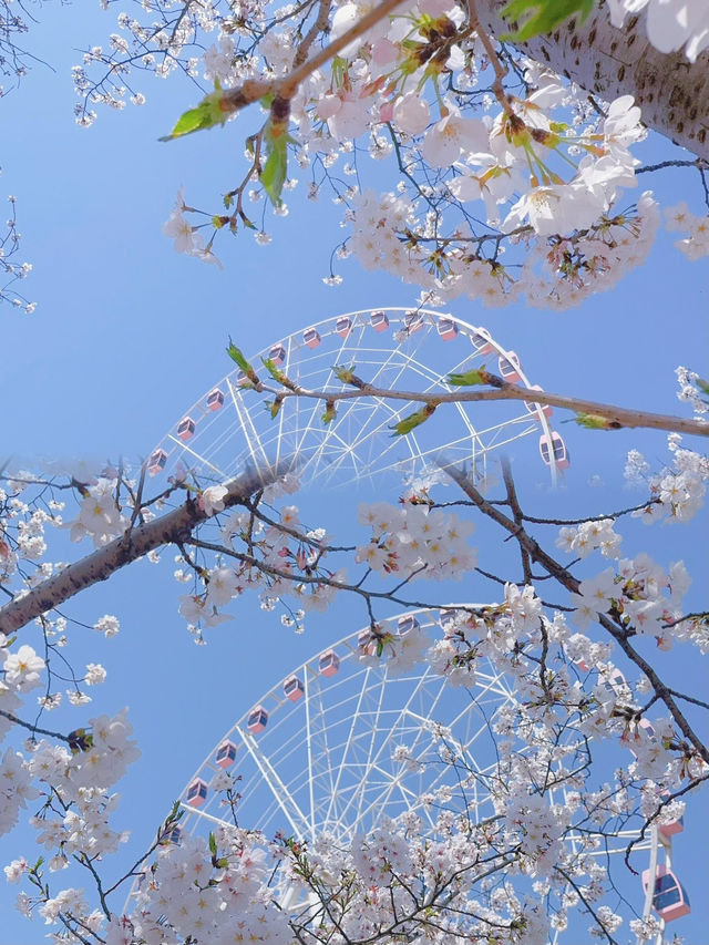 顧村公園！！粉色櫻花搭配上粉色摩天輪