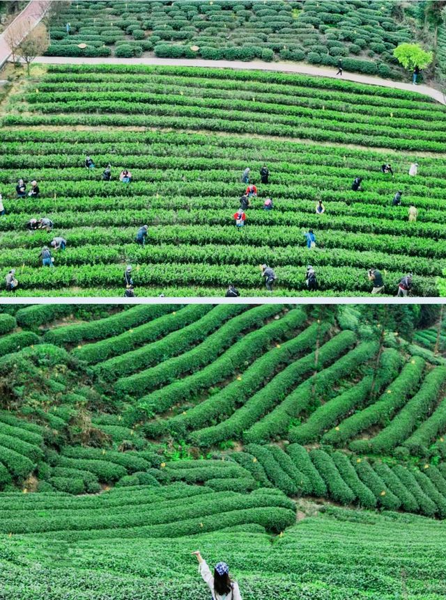 成都周邊最美徒步路線，茶山超治癒