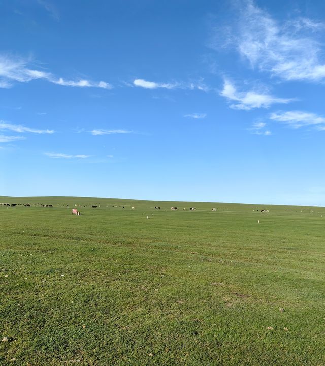 一望無際的綠色地毯～陳巴爾虎旗草原