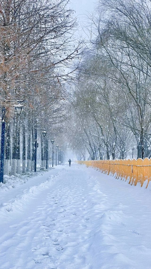 2024年武昌江灘雪景