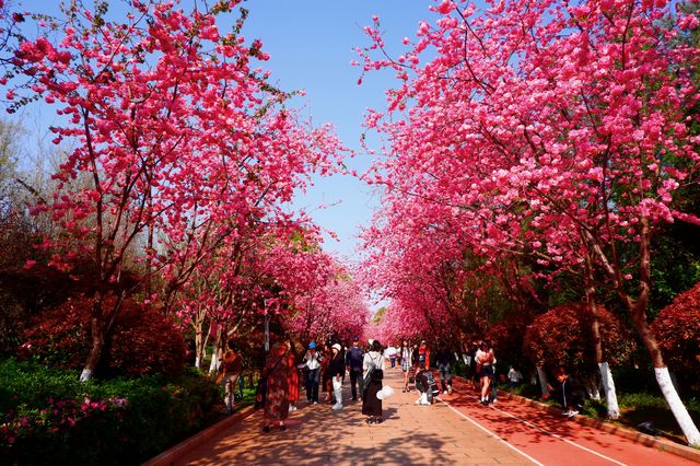 雲南櫻花有多美？三月的洛龍公園告訴您！