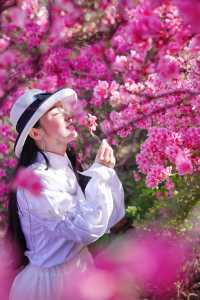 雲霧山木蘭花海杜鵑花開滿山紅