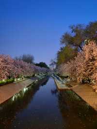 夜遊望京海棠花溪