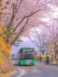 The spring train from Seoul Tower to sakura🌸