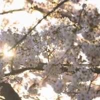 Cherries at Qingdao Agricultural University 🌸