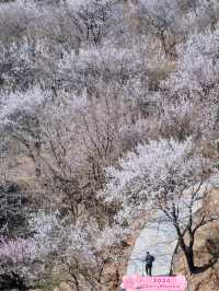 A mountain 🏔️ of spring 🌸 