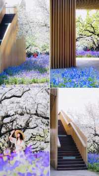 江蘇4月賞花必去三台山梨蘭會美到你不敢想像