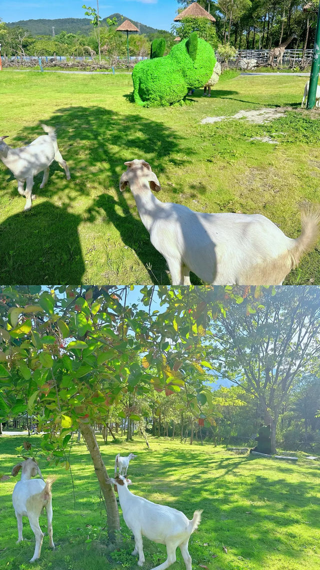 距離深圳1小時~人均19!!近距離餵動物玩水~親子遊玩