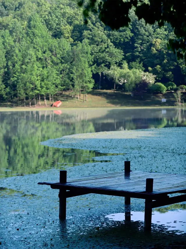 Nanjing | A hidden paradise deep in Zhongshan, where the Xingcai from the Book of Songs is seen again