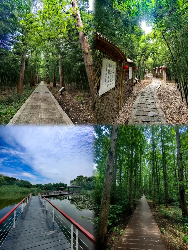 【CCTV's Hidden Gem in Suzhou: A Magical Journey to Tongli Wetland Park】