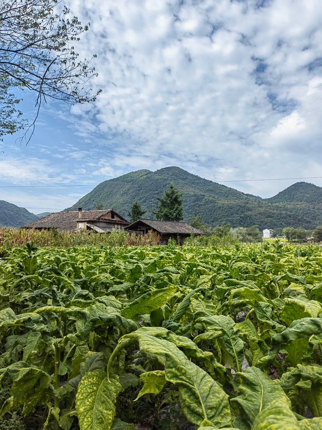 重慶豐都太平壩，康養避暑度假好去處