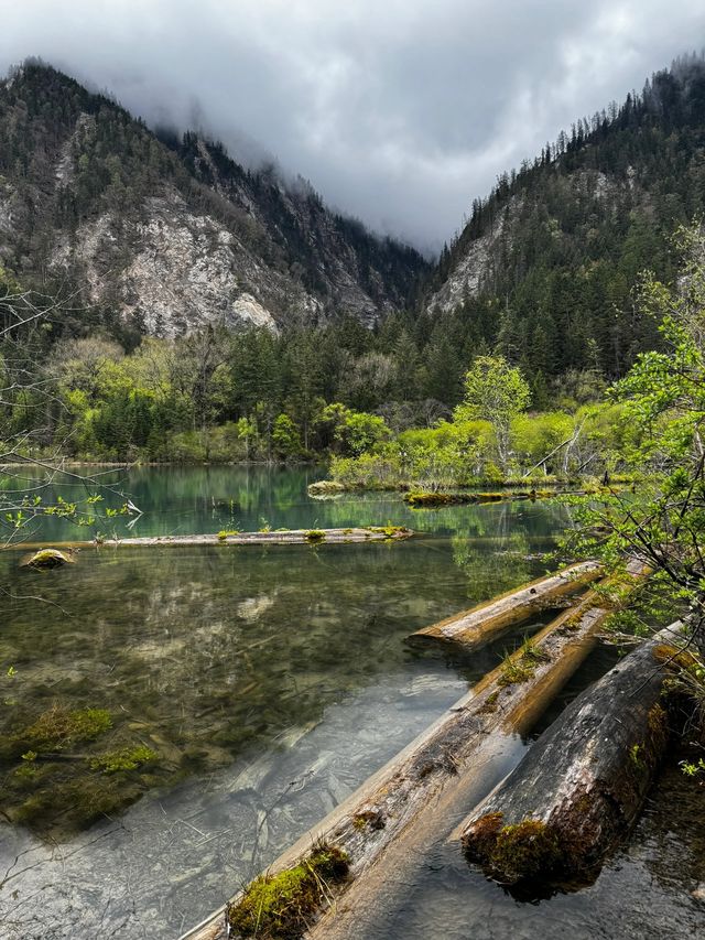 在九寨溝拍到了無法抉擇的美景|||這是5月2日的九寨溝