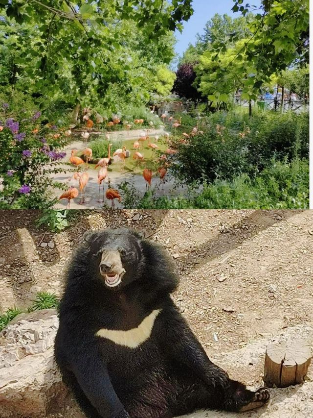 活潑的動物，美麗的風景，盡在大連森林動物園，讓我們快樂遊玩吧