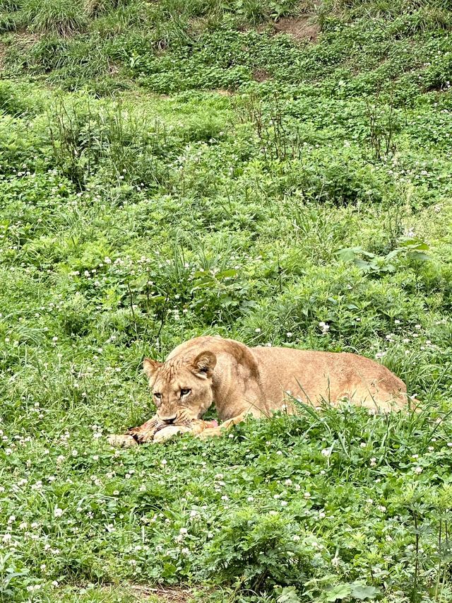 想當飼養員的第n天！！貴州森林野生動物園