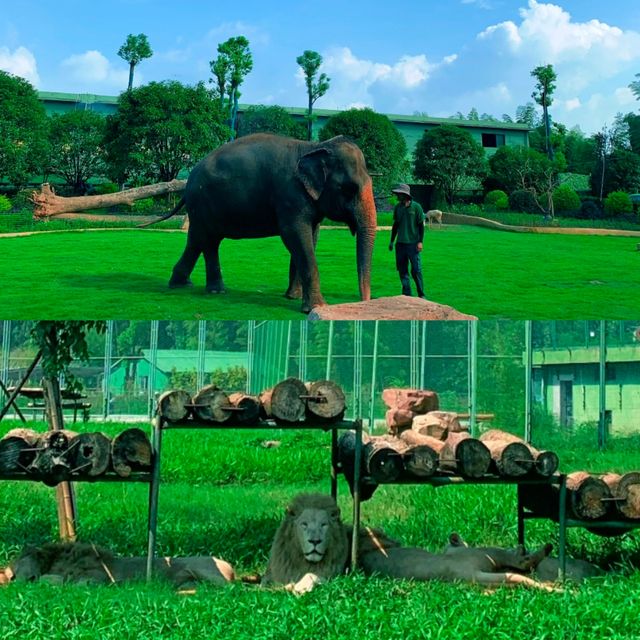 常德野生動物園！湖南人自己的“長隆”