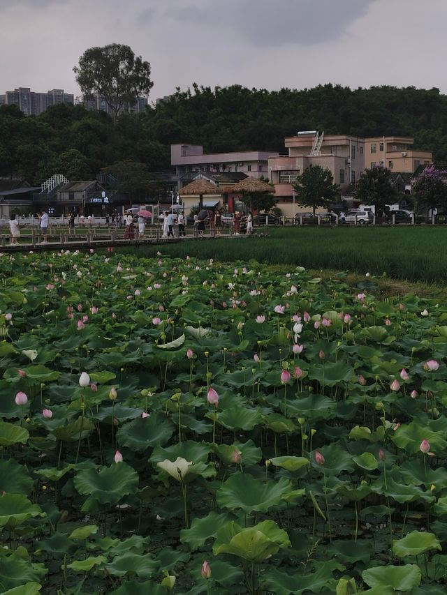 中山非遺文化免費荷花欣賞陶瓷手作溯源親子行