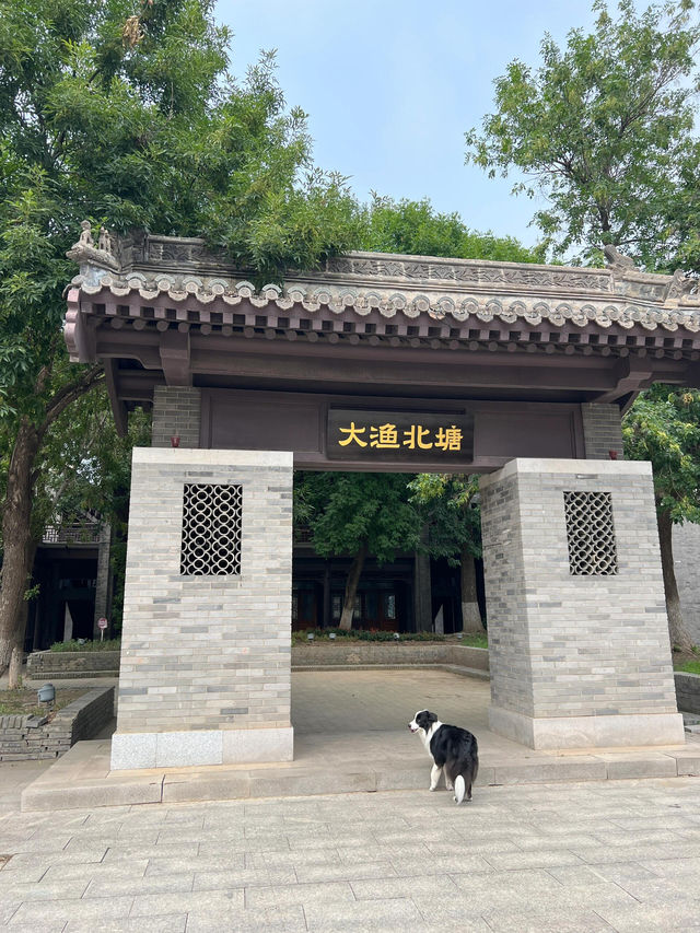 出門遛狗|天津一個不被人知的北塘古鎮