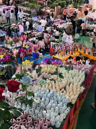 昆明一日遊|斗南花市+海埂公園+南強街