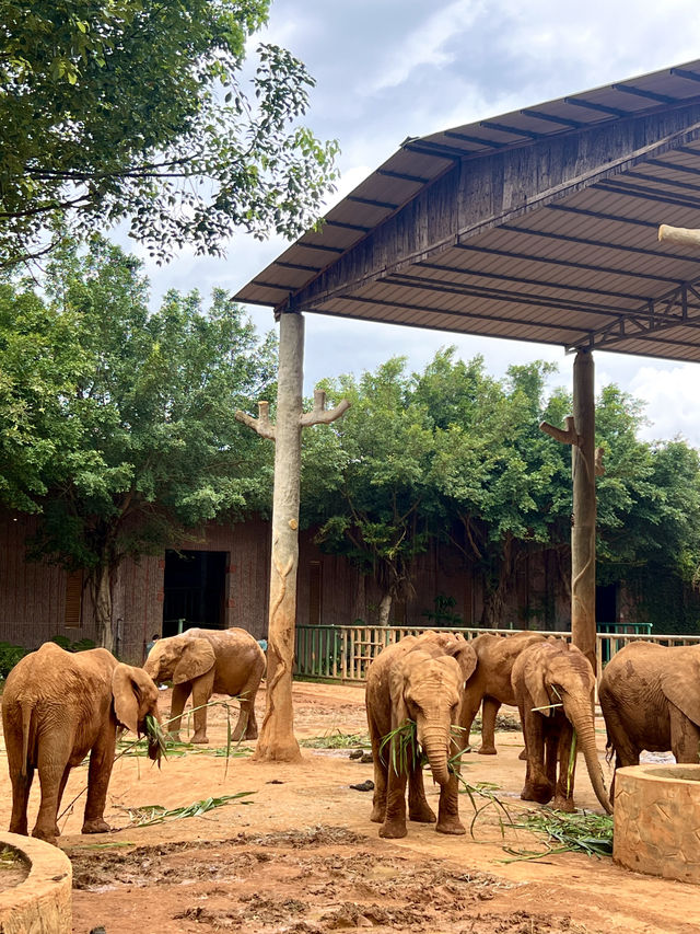 高鐵直達走進動物王國48H暢玩攻略