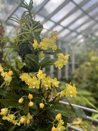 新加坡遊玩攻略——DAY 4 植物園、國立大學