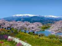 白石川一目千本櫻