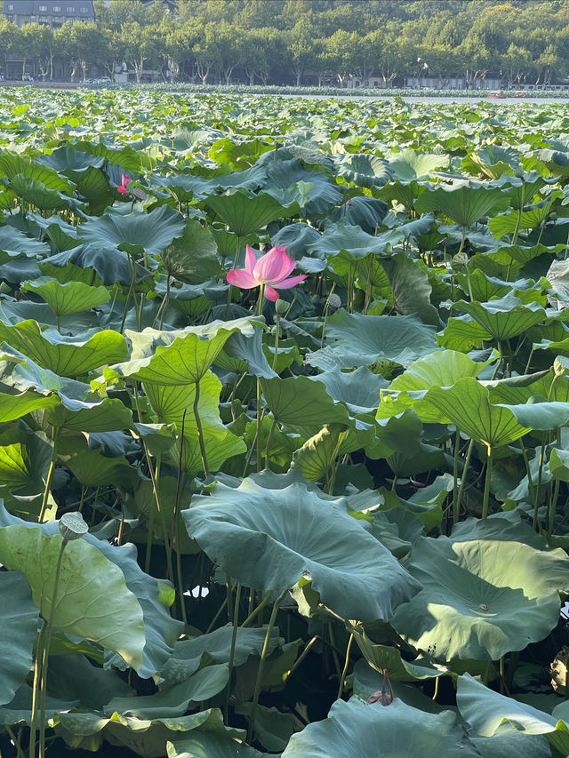 西湖賞花小明叔叔。