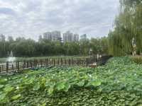 西安興慶宮公園小記。