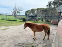 瑪璐考拉和動物公園旅遊攻略。