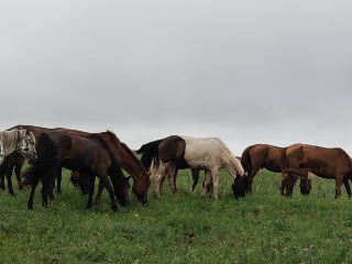 New Barag Left Banner, Hulunbuir, Inner Mongolia | A Call from the Grassland