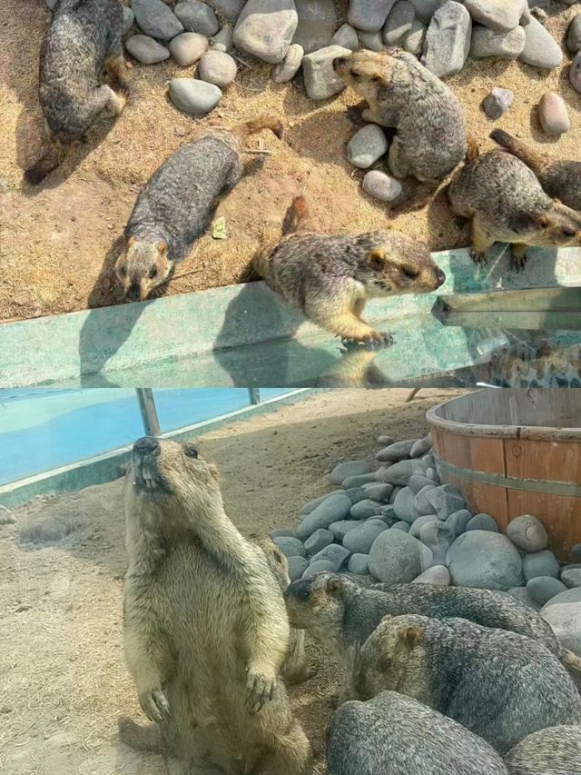 沙湖，一半沙漠，一半湖水。